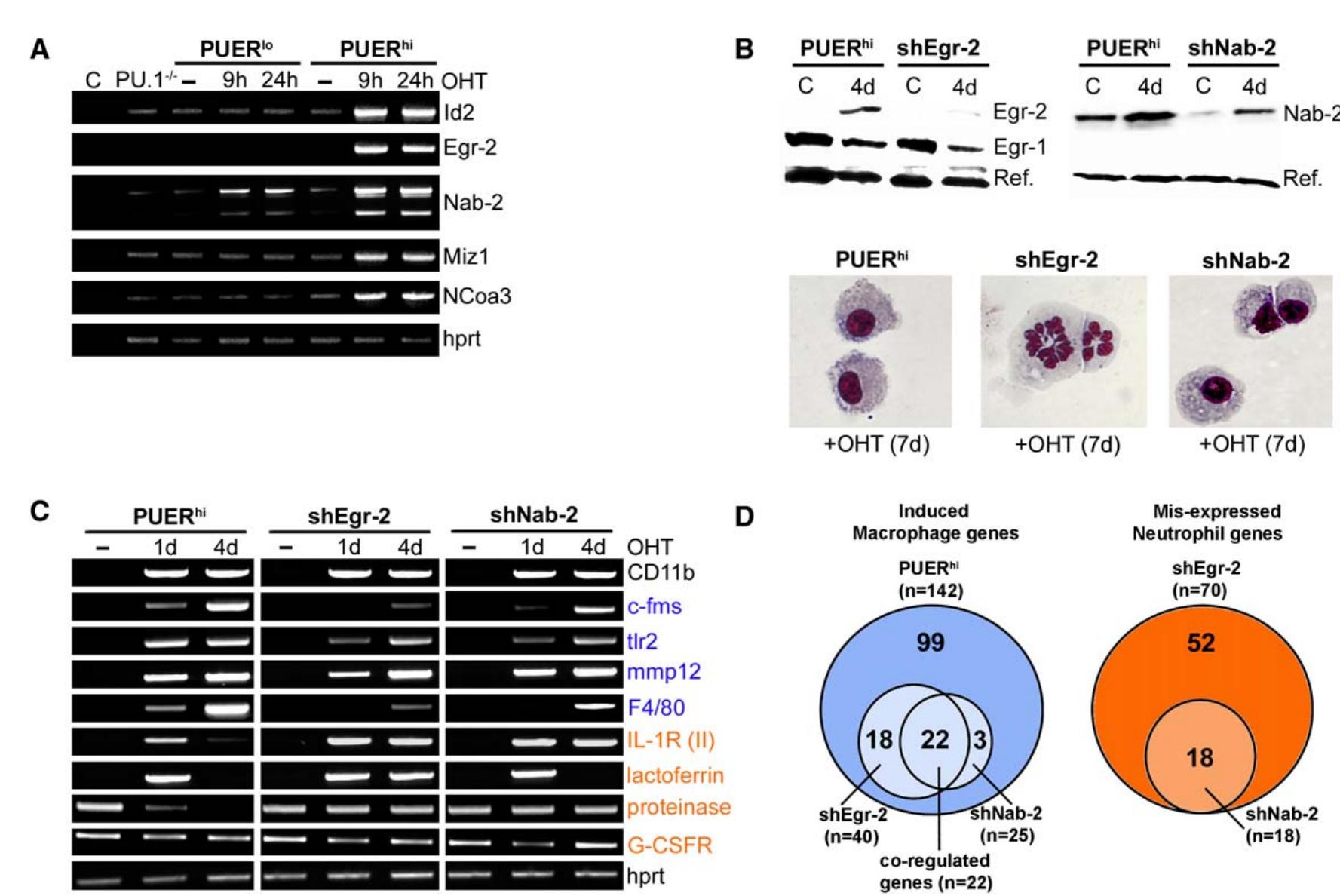 Activity Oht (PDF) Multilineage Transcriptional Priming and Determination of ...