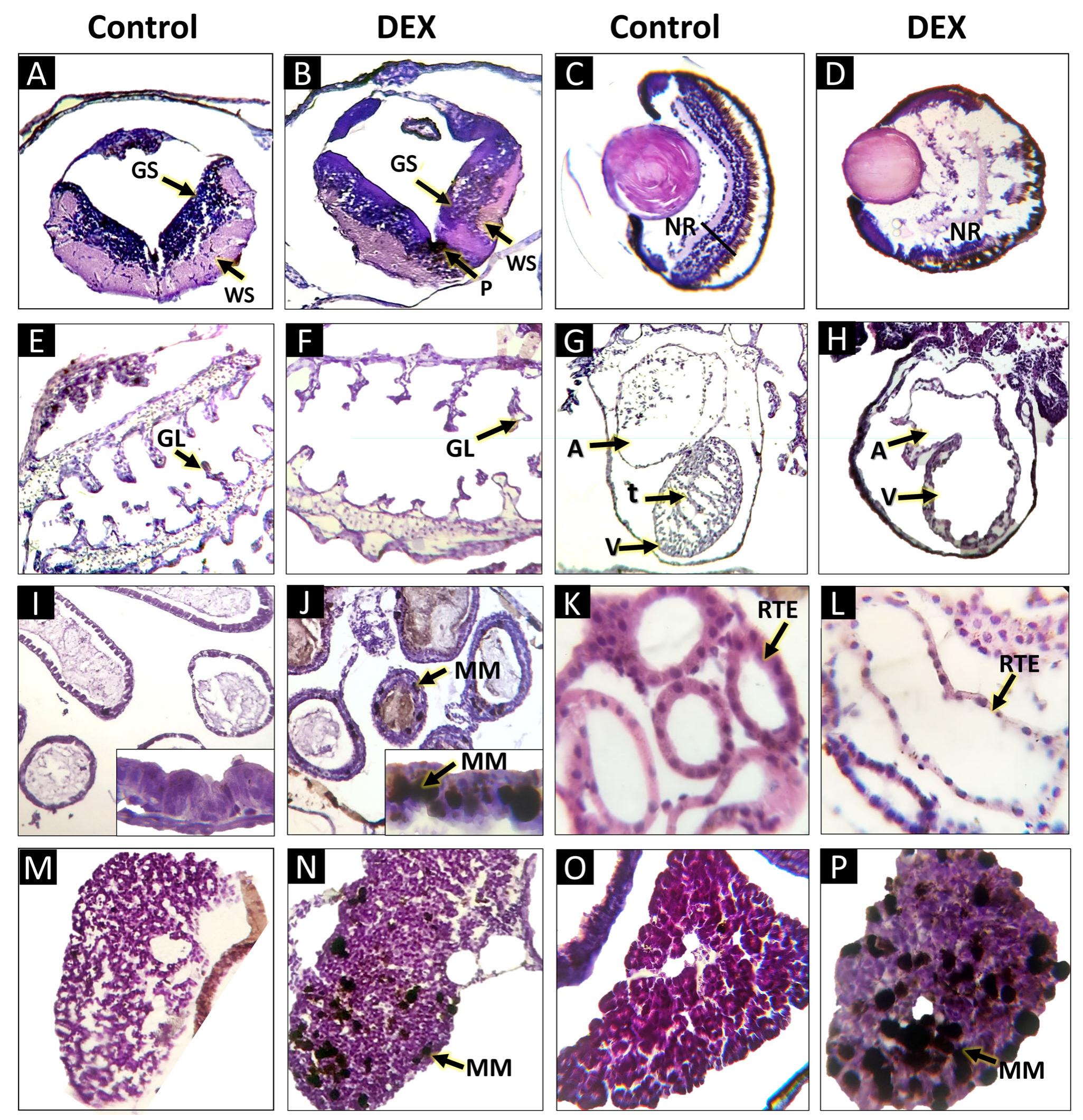 Dexoptic (PDF) Morphological and histological abnormalities of the neotropical ...