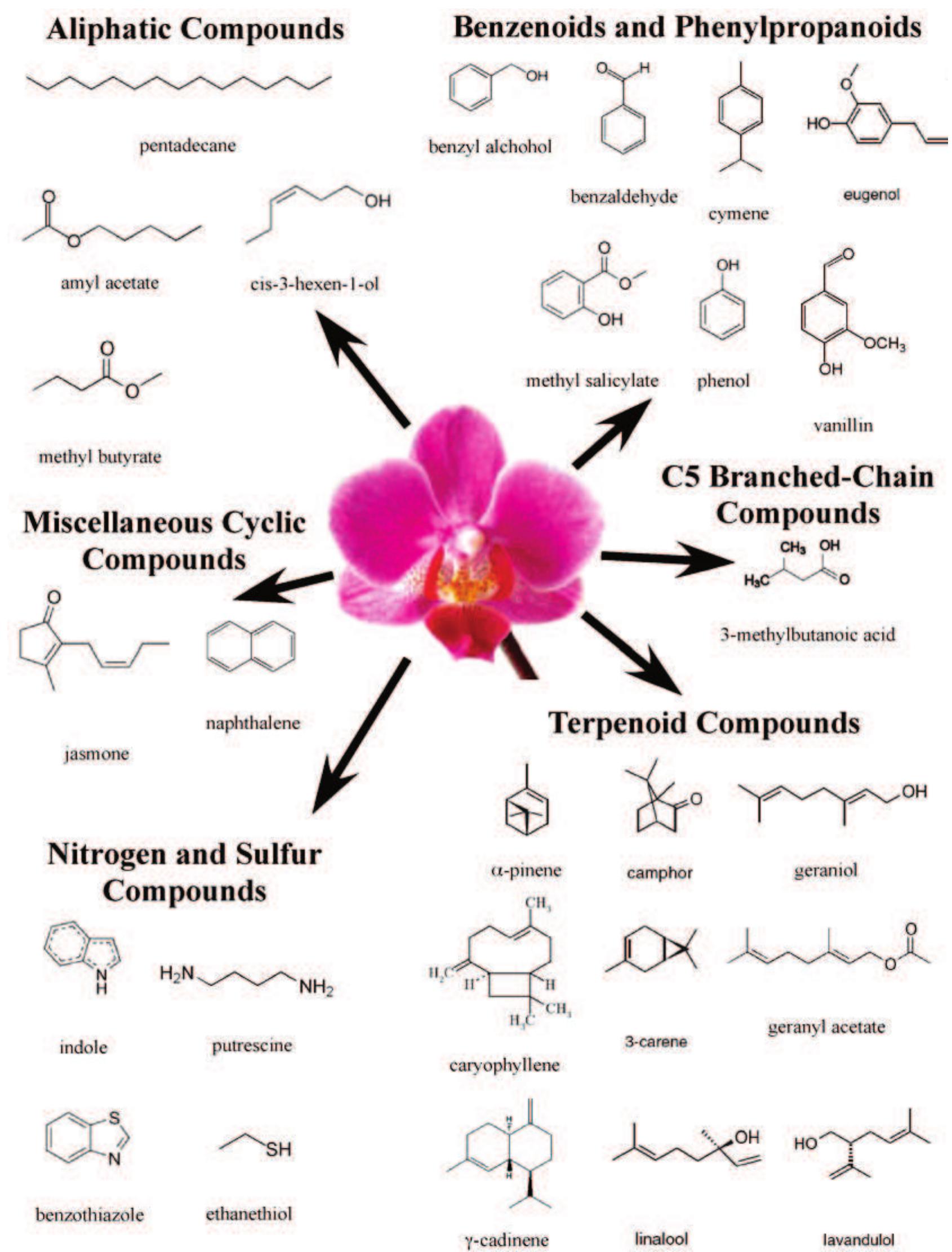 Examples of the chemical structures of some common floral