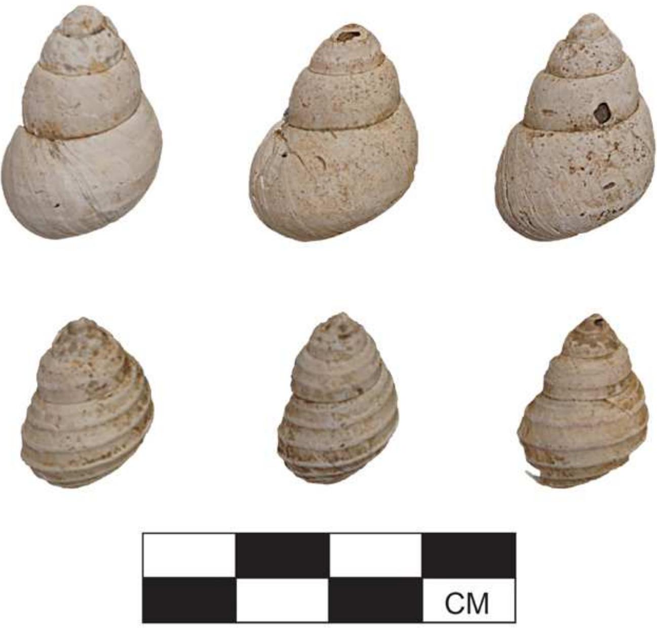 Shell Figers 5 examples of viviparidae shells recovered from cangdong