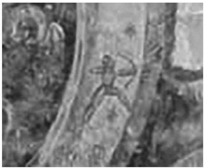 LH. 6. DgameEmbbob BmeEosjmb bodo6o Lgg9GoGbrgmob gMgbgobg. XVII b.  Bmensfmb 6H ga3088gd0 dg9- dbymM-MAmdoyemoa g&mfa~osbss (36mdo- mo. aobbo3ymMydom LobgmacbaJay- mas egbegmMsb BoG8mMob BodMob MgmagyqQMHo ¢gMo (dz. 6. 1b.), Am8e~mob 