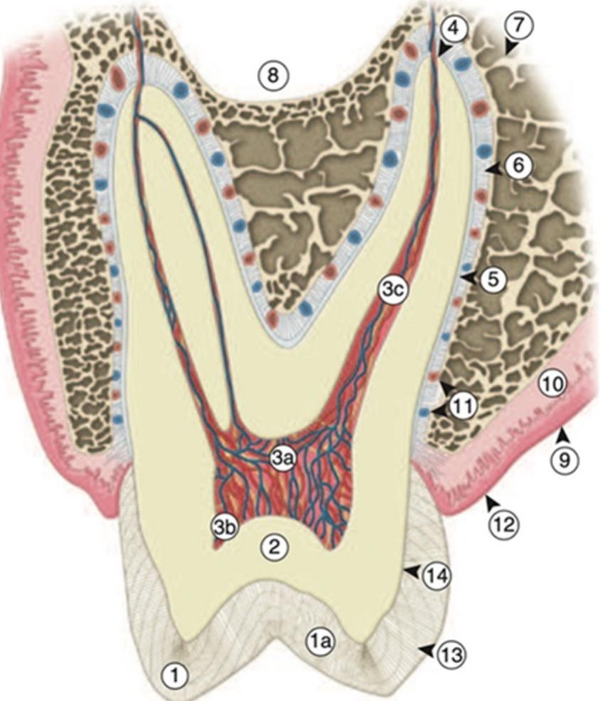 Tooth Retzius Figure 1 - from biomimetics Biomimetic Aspects of