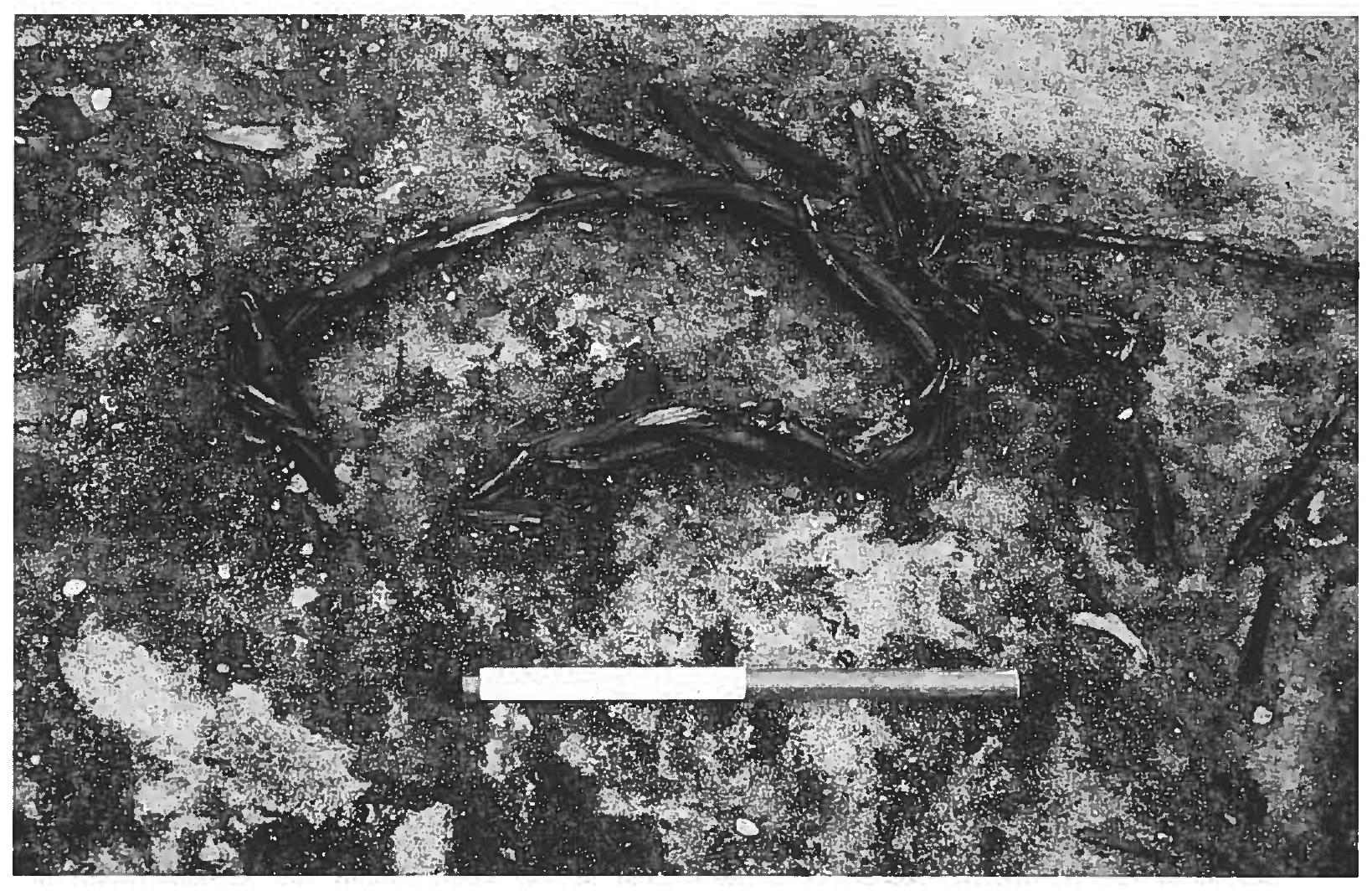 On the northern side of the canal there is a turf-built bank or rampart, probably once clad with fieldstones, a possibility we must investigate again (fig. 13 a). This fea- ture recurs in the fieldstone wall from 737 in the Danevirke, to which Christian Adamsen has kindly drawn our attention. As we know, the sea control complex in Slien, dated to 734 plus sapwood, belongs to this phase of the construction of the Danevirke.*° 