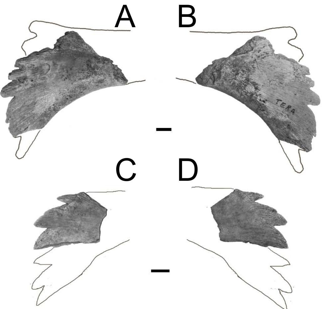 (PDF) First record of fossil chelydrid and trionychid turtles ...