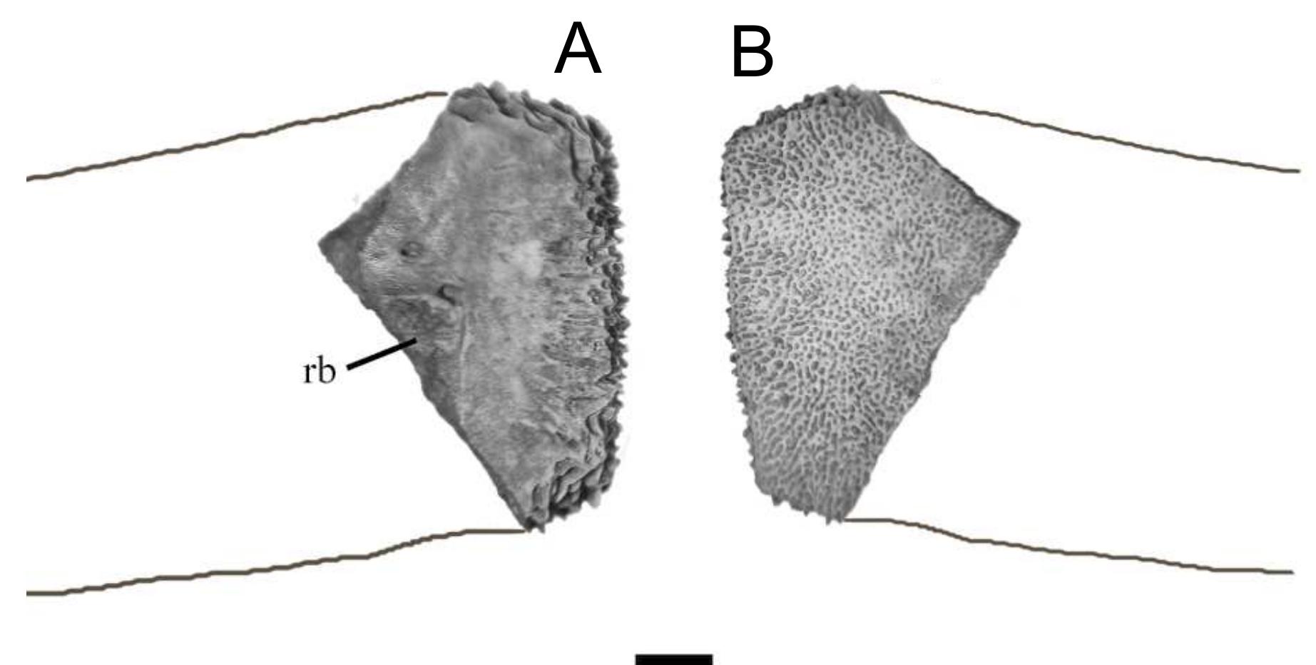 (PDF) First record of fossil chelydrid and trionychid turtles ...