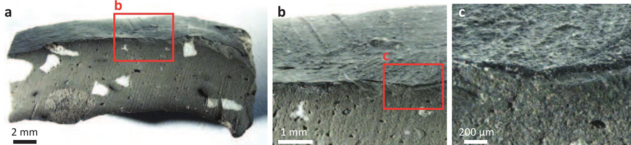 36 = Fig. 5.17. Binocular images of a fragment of pot NLT 267 C FBK 