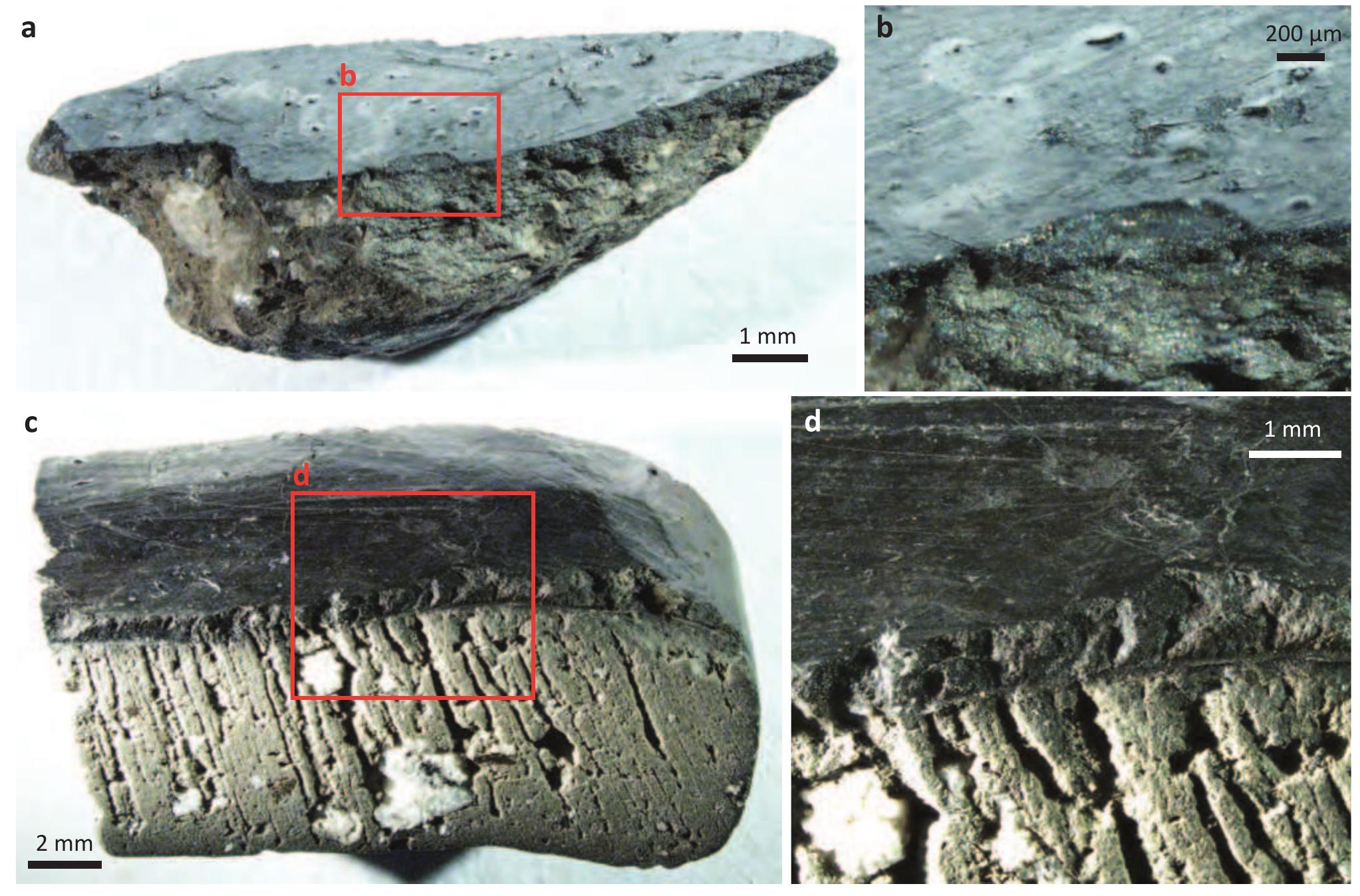 Fig. 5.12. Binocular images of two fragments of pot NLT 267 R FBK. 