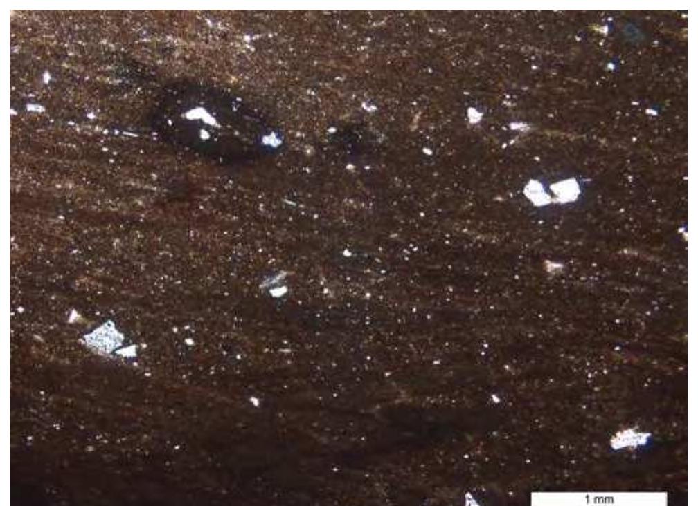 They were thereafter observed with a Leica DM4500 P 