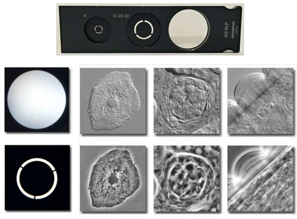 Figure 1 - from Phase-contrast microscopy principle and