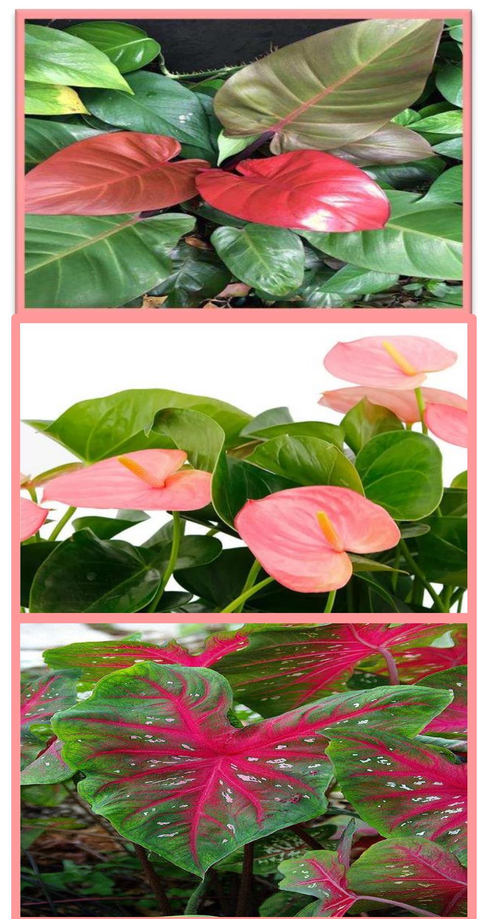 PDF) Diversity and Distribution Patterns of Araceae Family