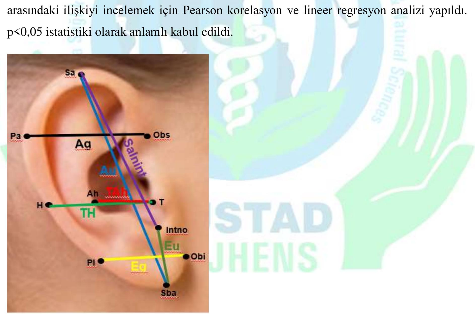 Sekil 1. kulak kepcesi tizerinde isaretlenmis referans noktalar1 ve yapilan lineer morfometrik 6lciimler 
