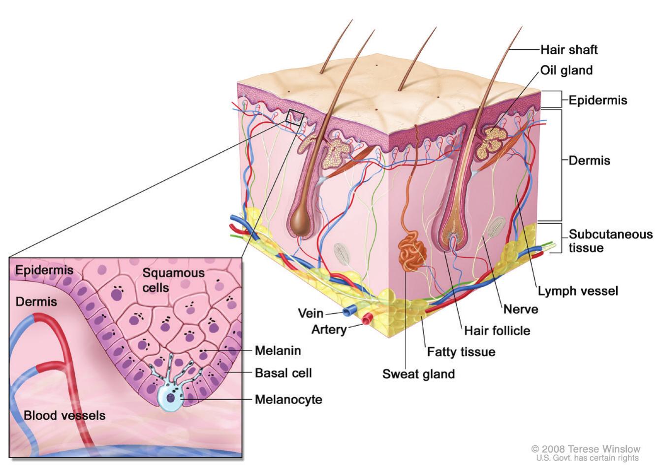 Skin Notes -1 anatomy of skin. notes: the product or preparation must