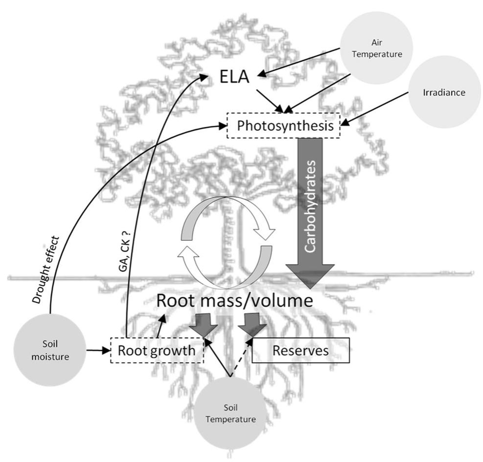 A schematic model describing the presumed role of the root