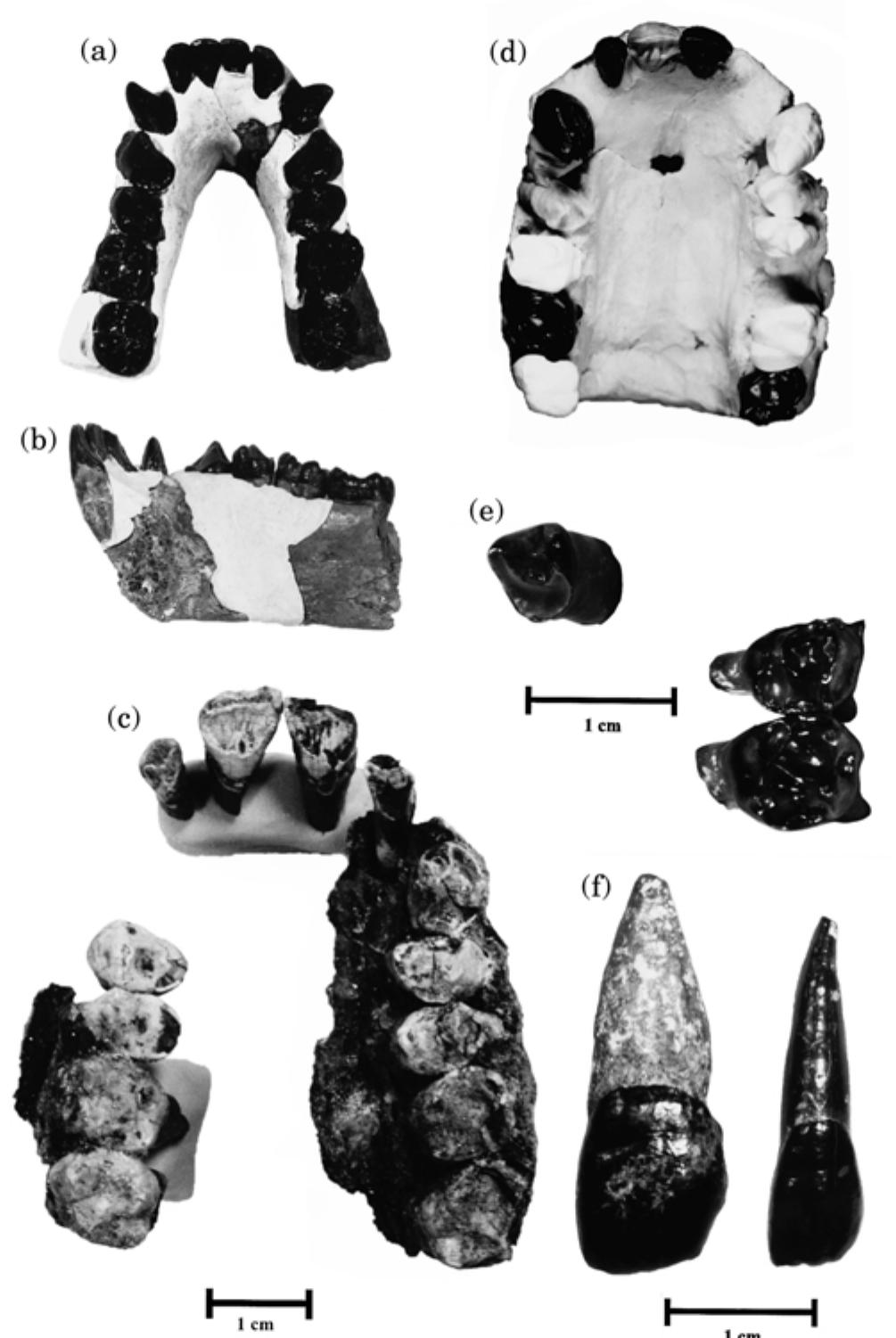 (PDF) Primates from Rudabánya: allocation of specimens to individuals ...