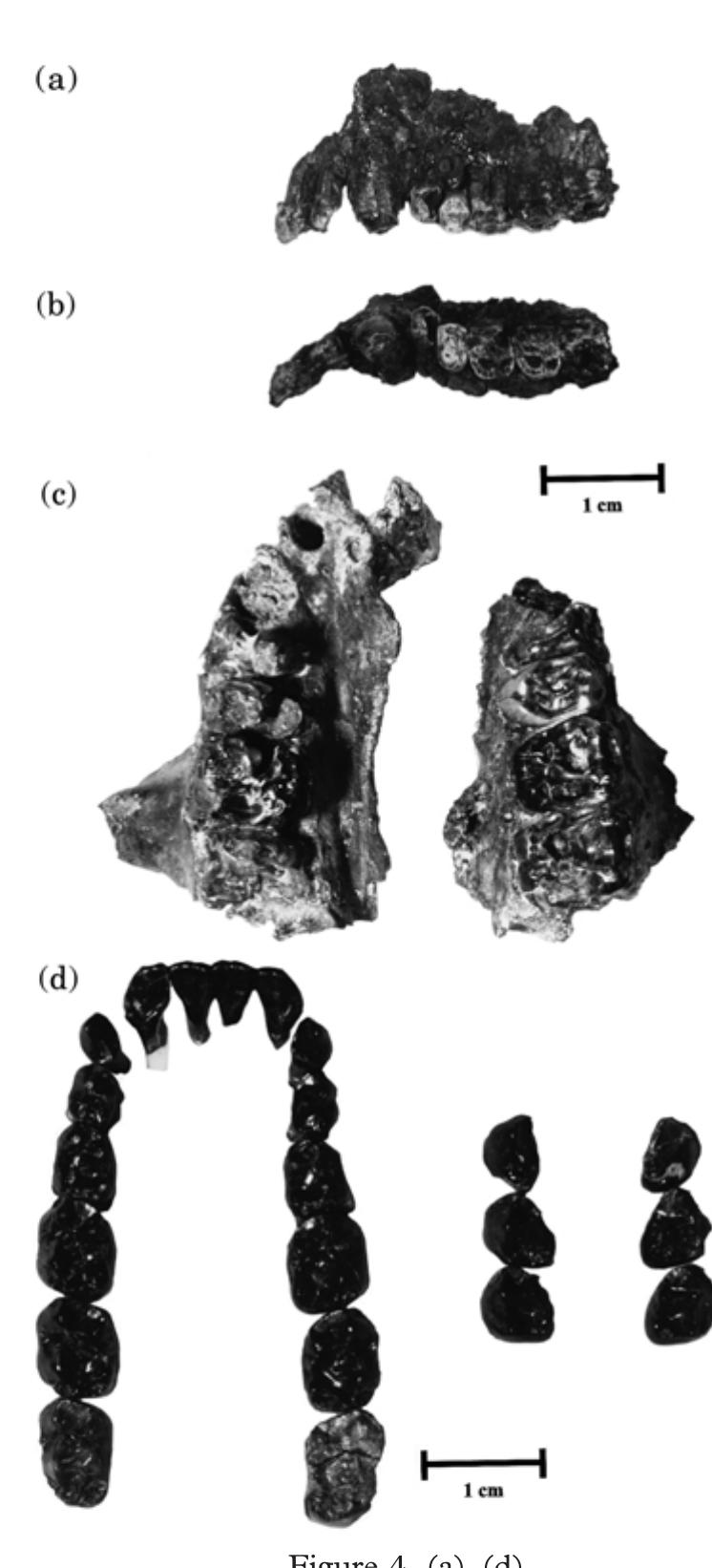 (PDF) Primates from Rudabánya: allocation of specimens to individuals ...