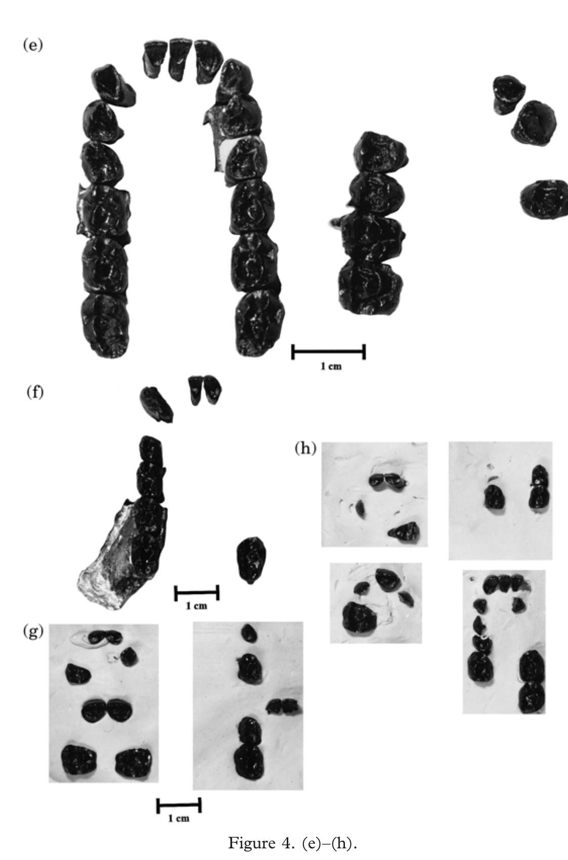 (PDF) Primates from Rudabánya: allocation of specimens to individuals ...