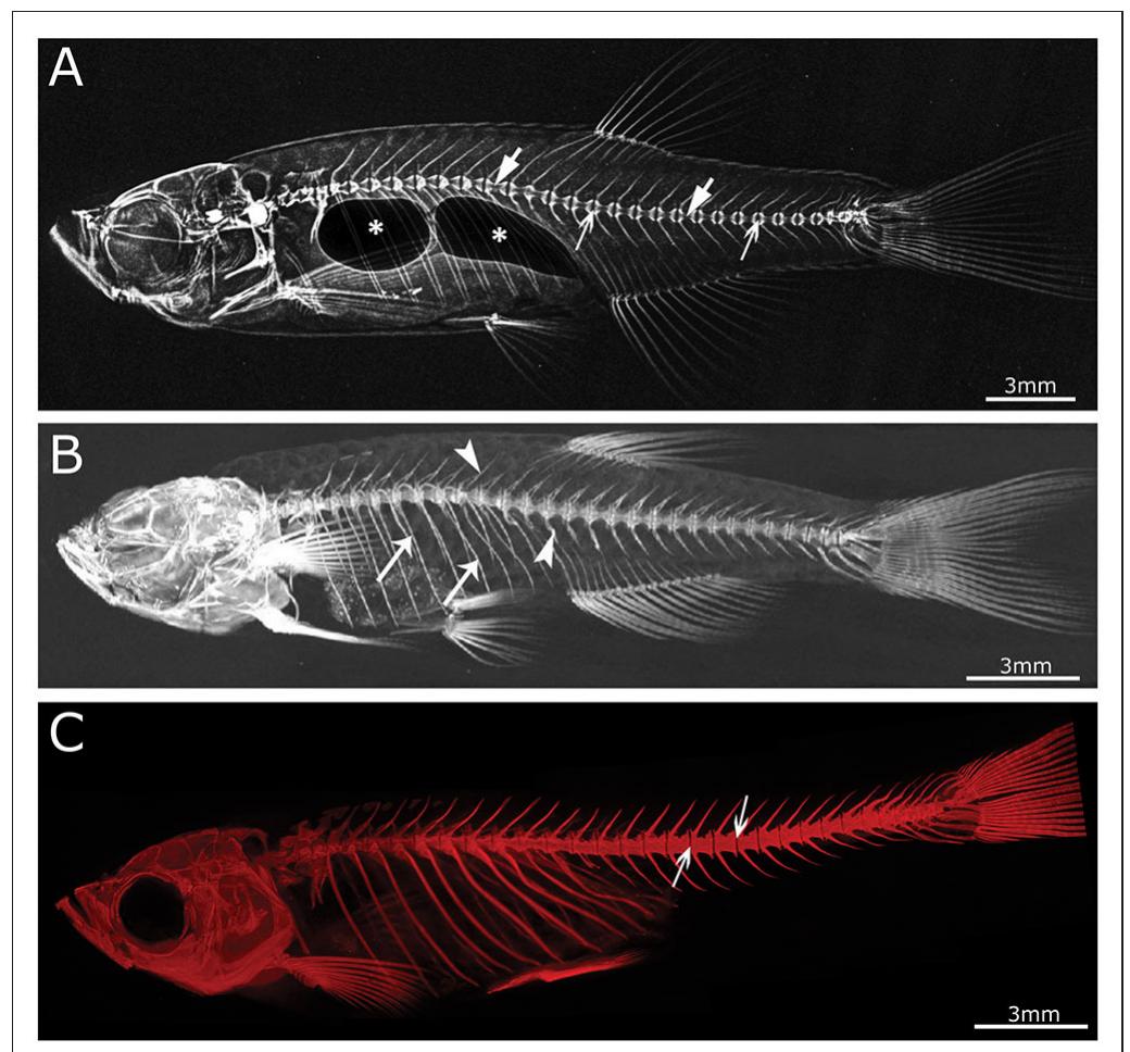 Zebrafish Radiography | imaging techniques in zebrafish. (a) lateral x-ray image