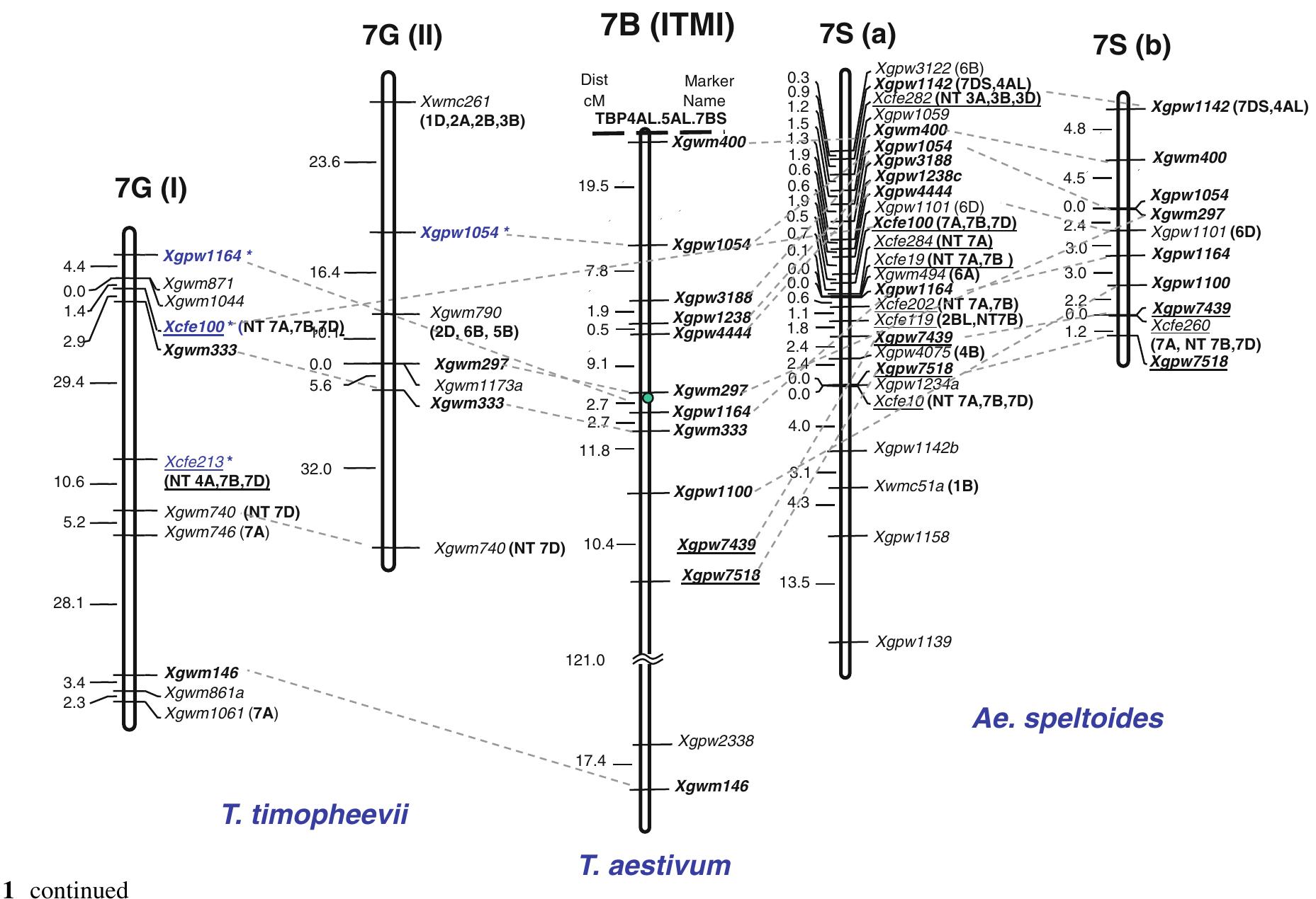 Figure 2 - Microsatellite mapping of Ae. speltoides and