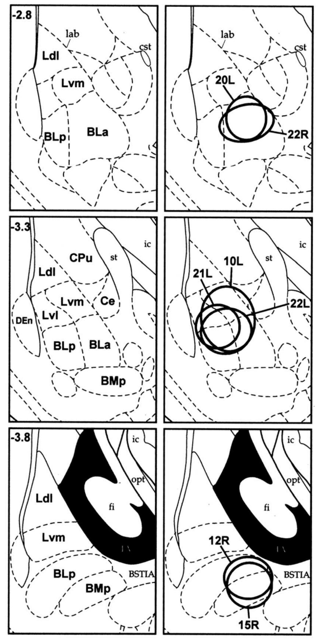 (PDF) Parvalbumin-immunoreactive neurons and GABAergic neurons of the ...