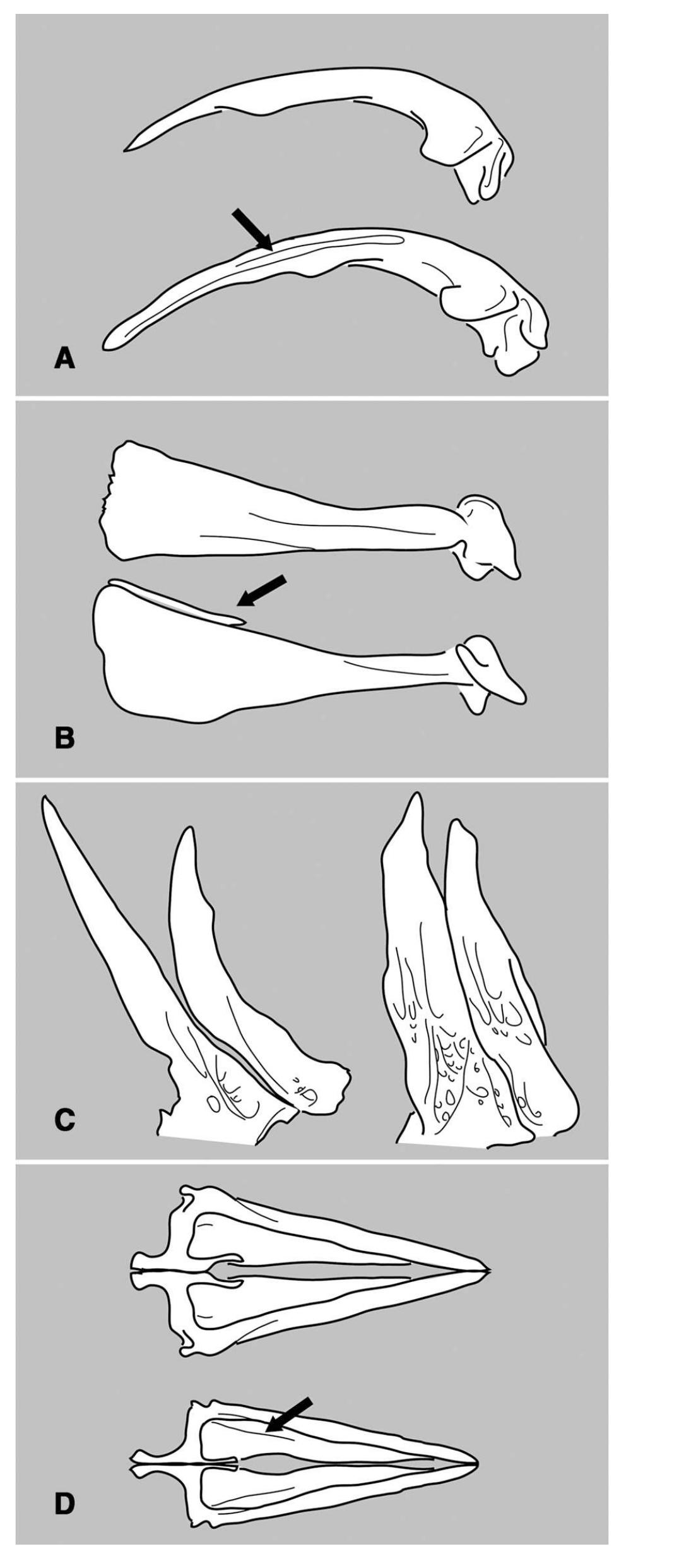 Parvus Roccus Figure 4 - from Phylogenetic relationships of the Eocene