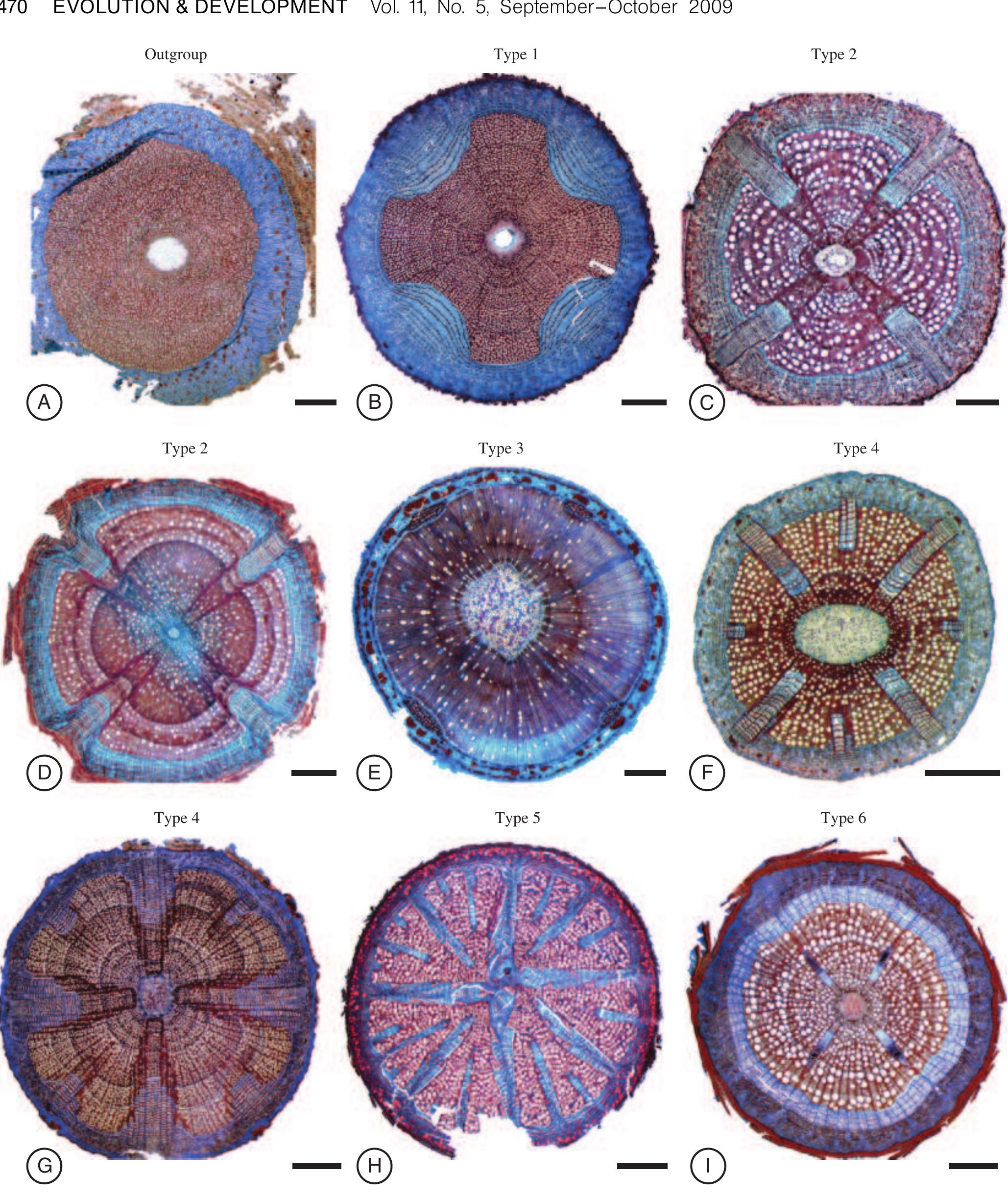 (PDF) The rise and evolution of the cambial variant in Bignonieae ...