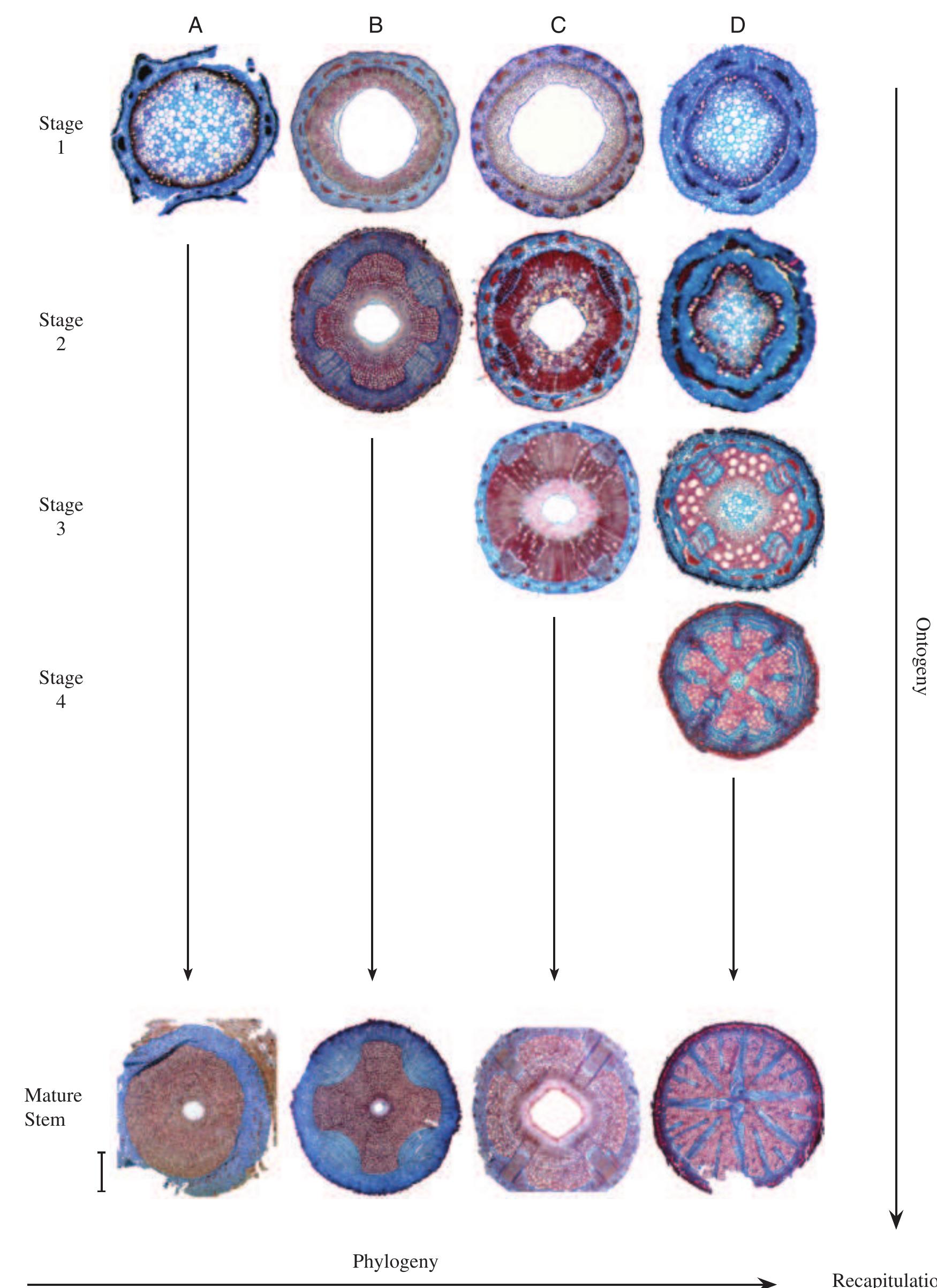 (PDF) The rise and evolution of the cambial variant in Bignonieae ...