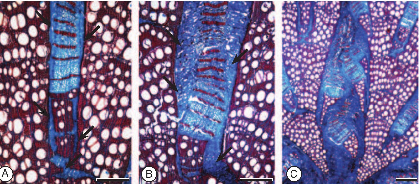 (PDF) The rise and evolution of the cambial variant in Bignonieae ...