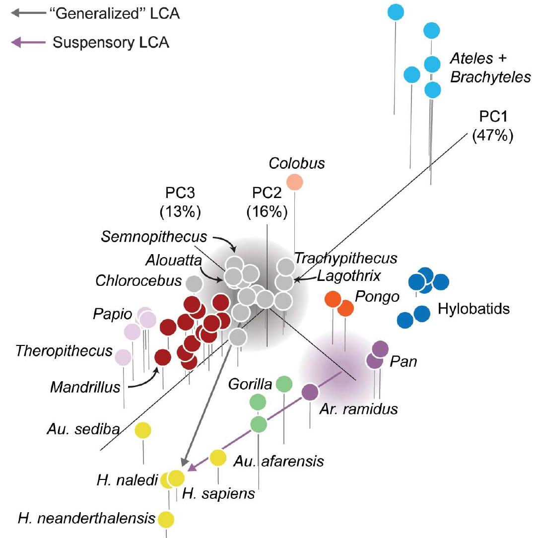 (PDF) Ardipithecus hand provides evidence that humans and chimpanzees ...