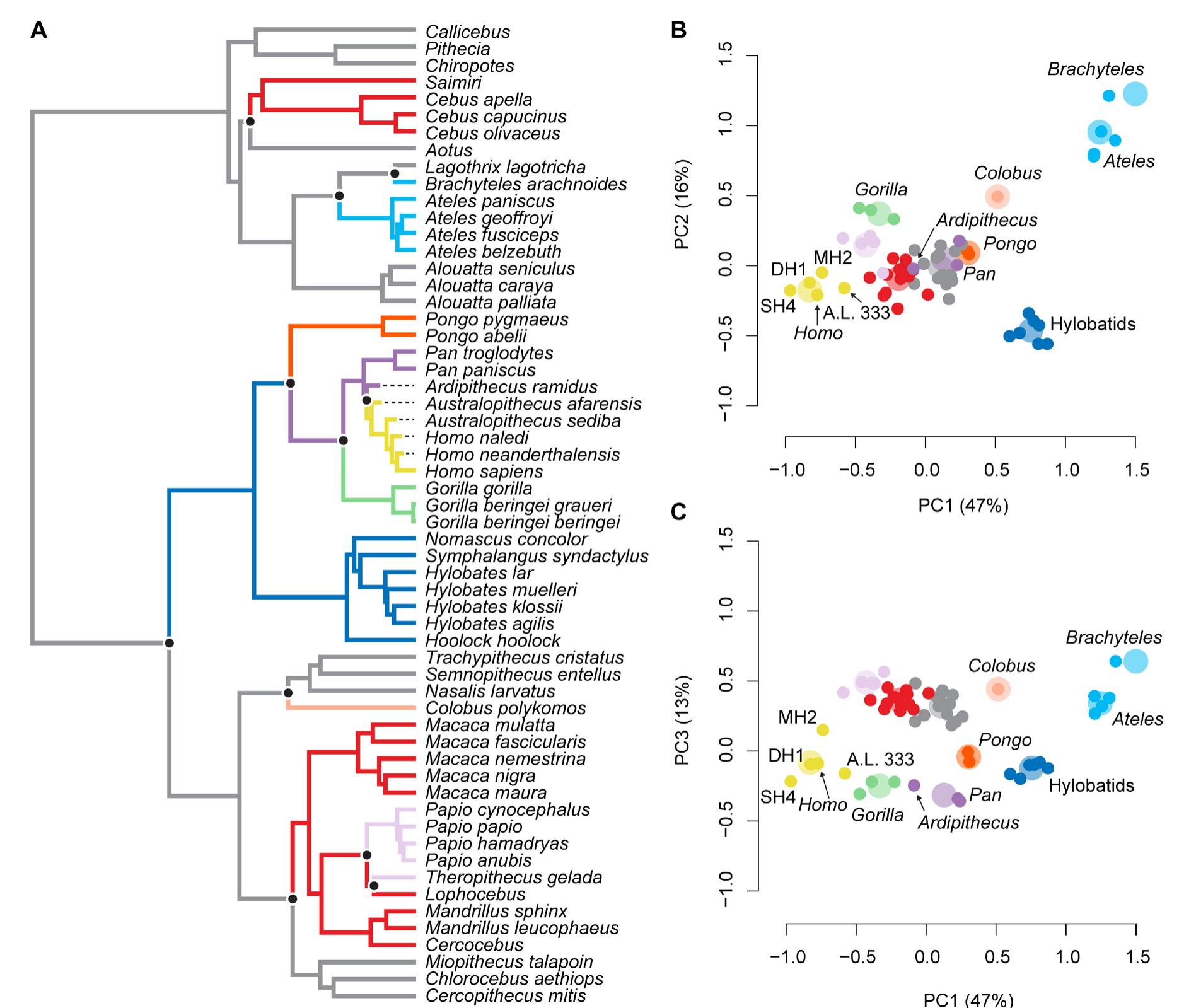 (PDF) Ardipithecus hand provides evidence that humans and chimpanzees ...