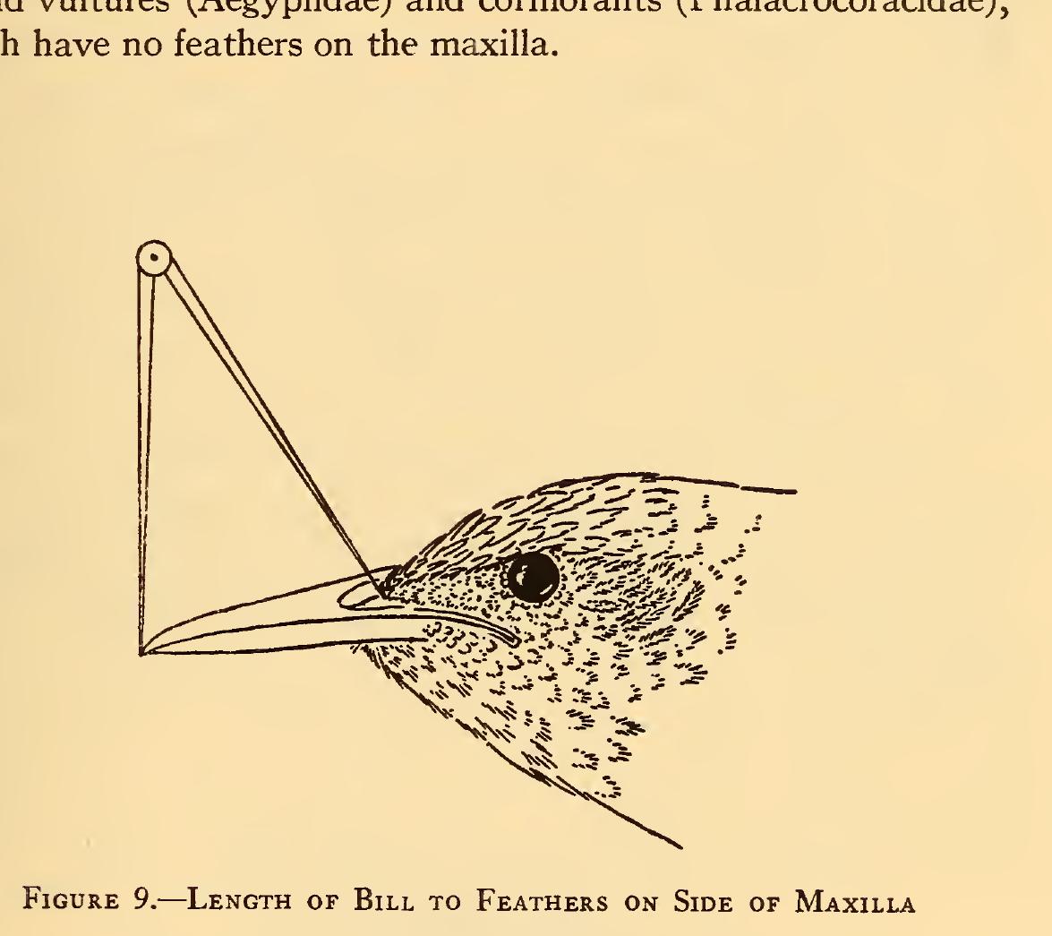 (PDF) Measurements of birds | Academia.edu
