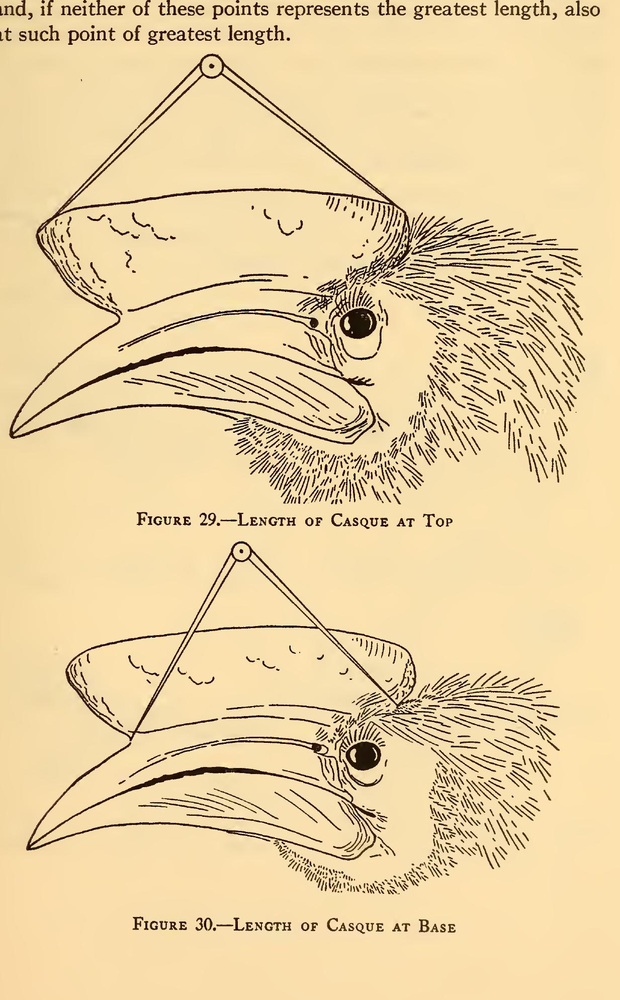 Bird Dimensions With Ruler (PDF) Measurements of birds