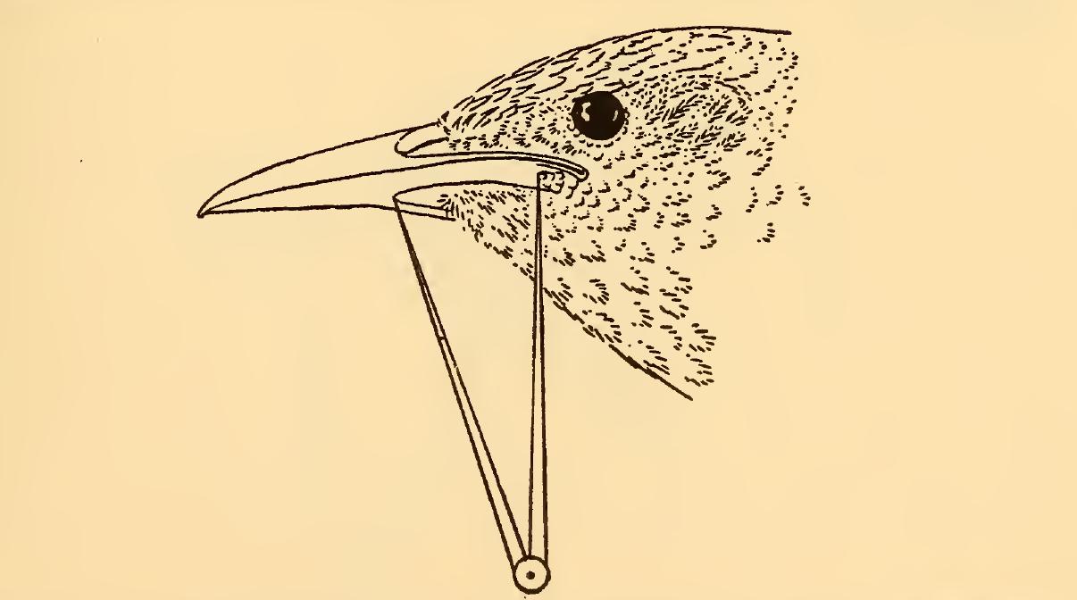 (PDF) Measurements of birds | Academia.edu