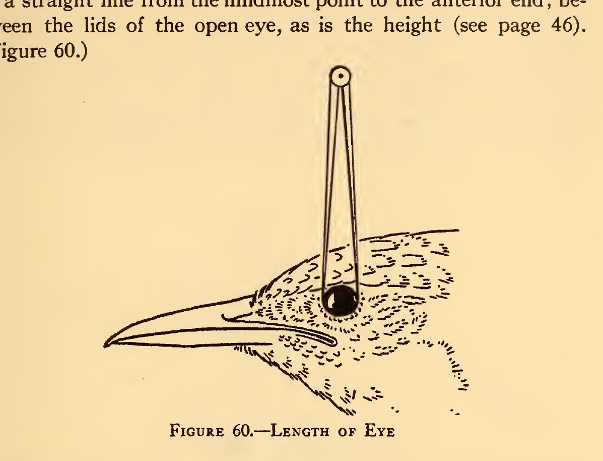 (PDF) Measurements of birds | Academia.edu