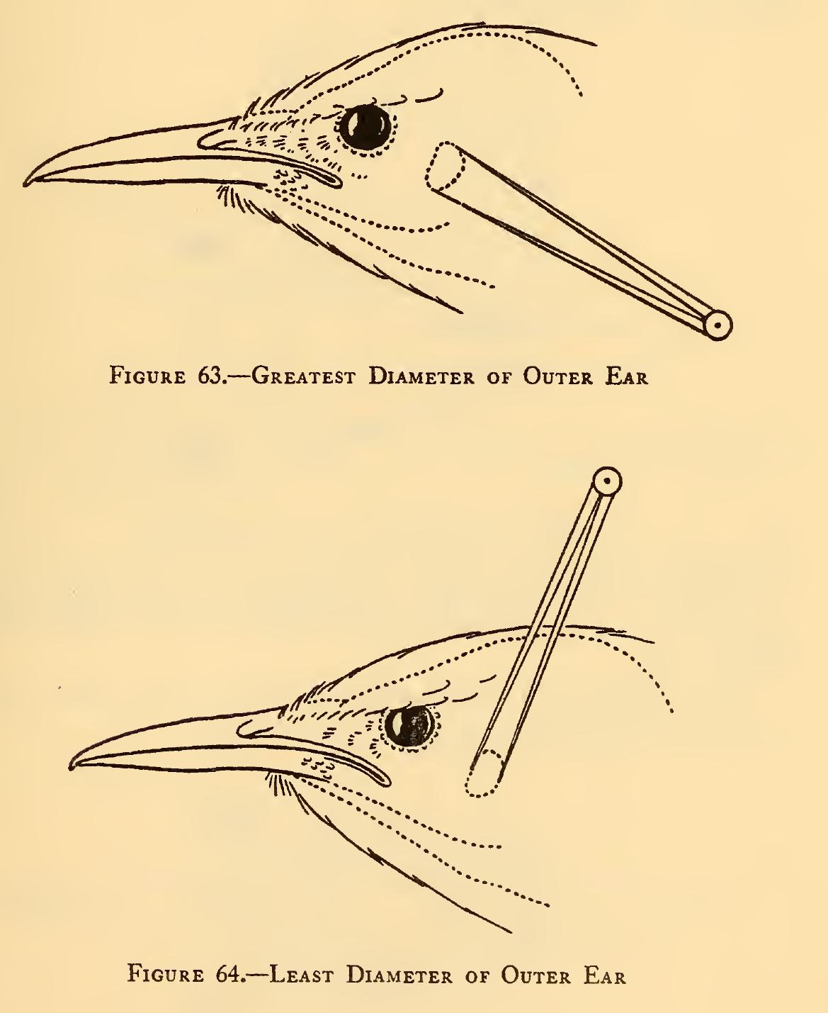 (PDF) Measurements of birds | Academia.edu