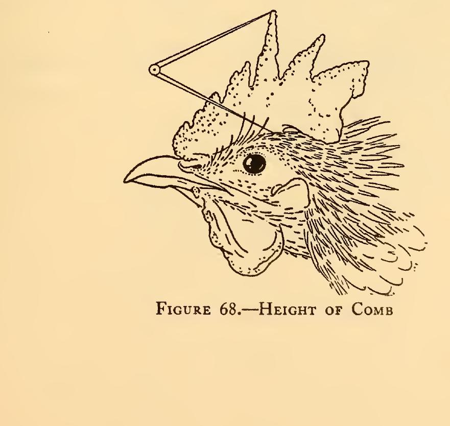 (PDF) Measurements of birds