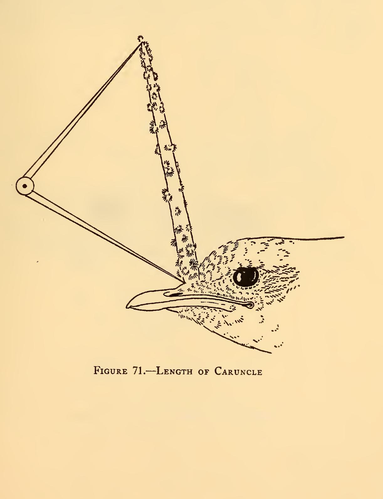 (PDF) Measurements of birds