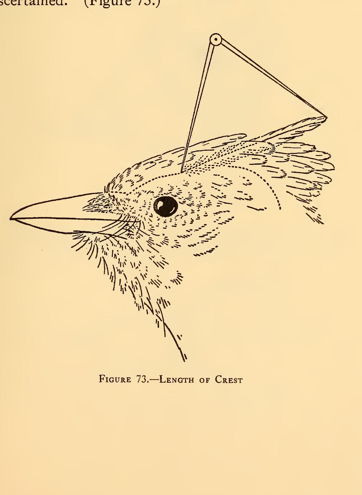 (PDF) Measurements of birds