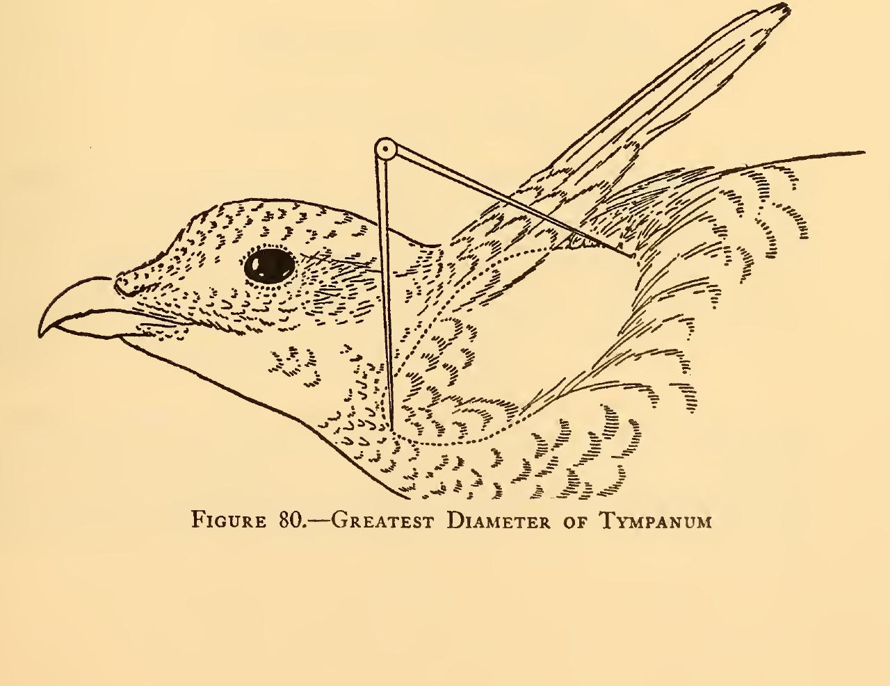 (PDF) Measurements of birds