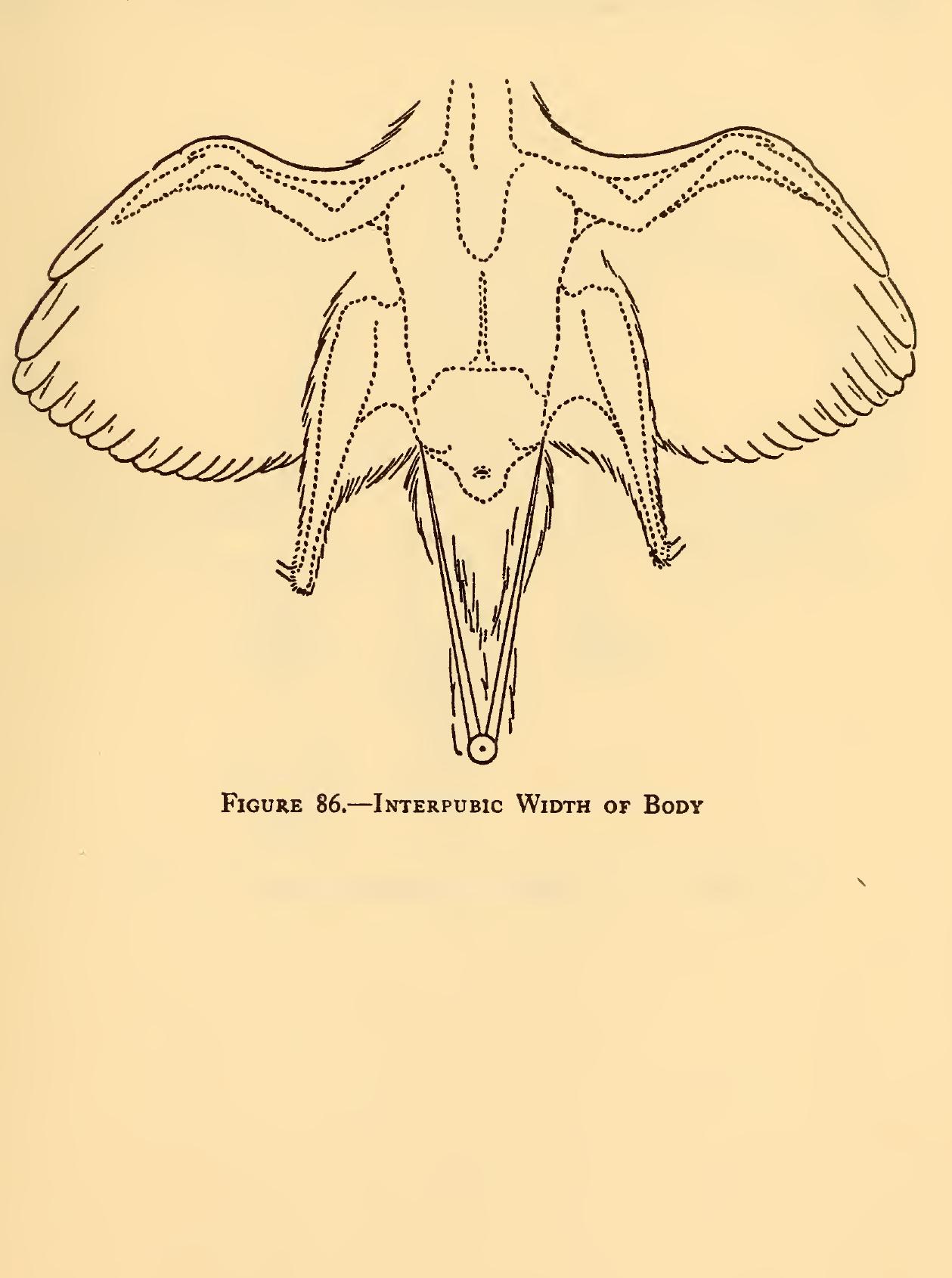 (PDF) Measurements of birds | Academia.edu