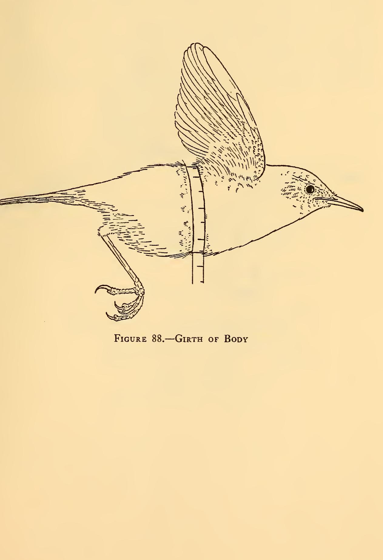 (PDF) Measurements of birds