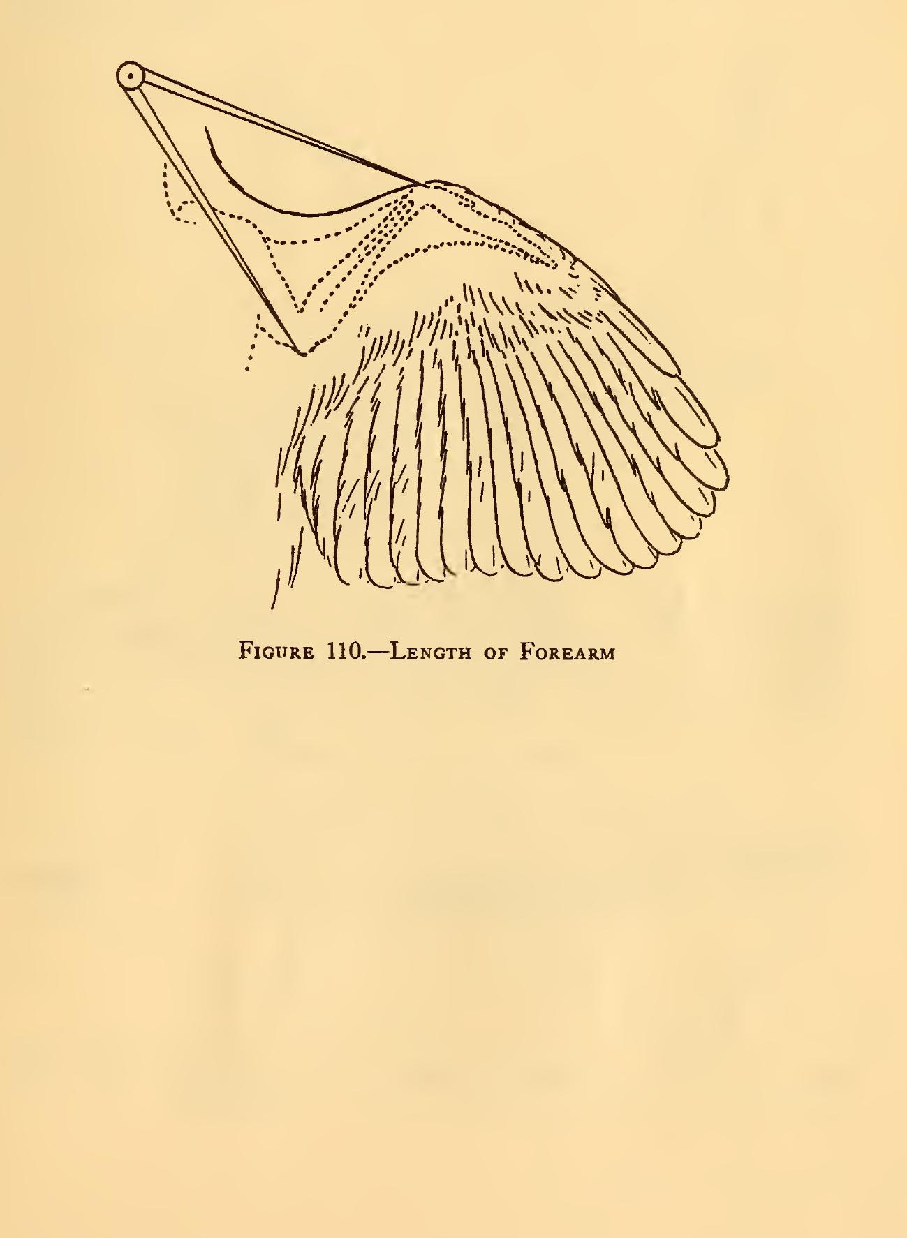 (PDF) Measurements of birds