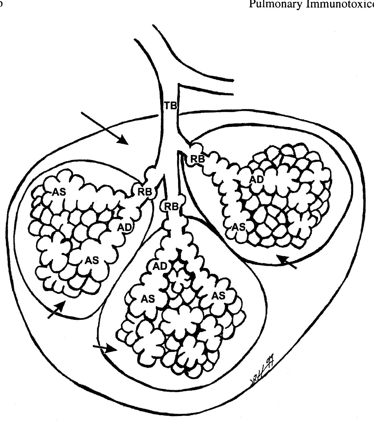 Normal Acinus Diagrammatic representation of components of the pulmonary