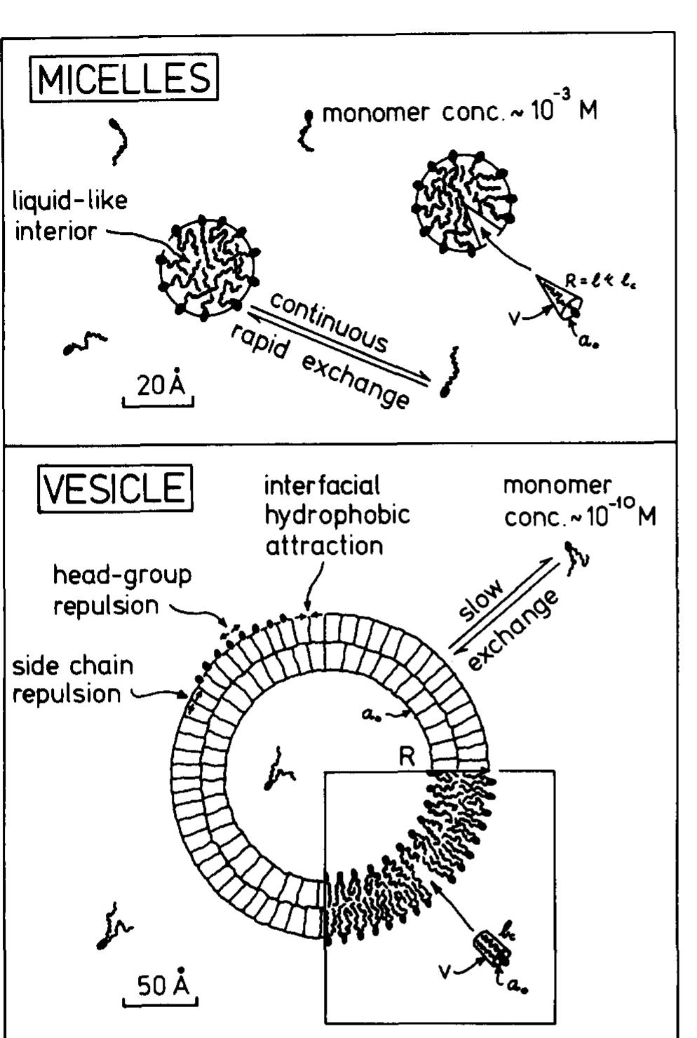 (PDF) Theory of self-assembly of lipid bilayers and vesicles