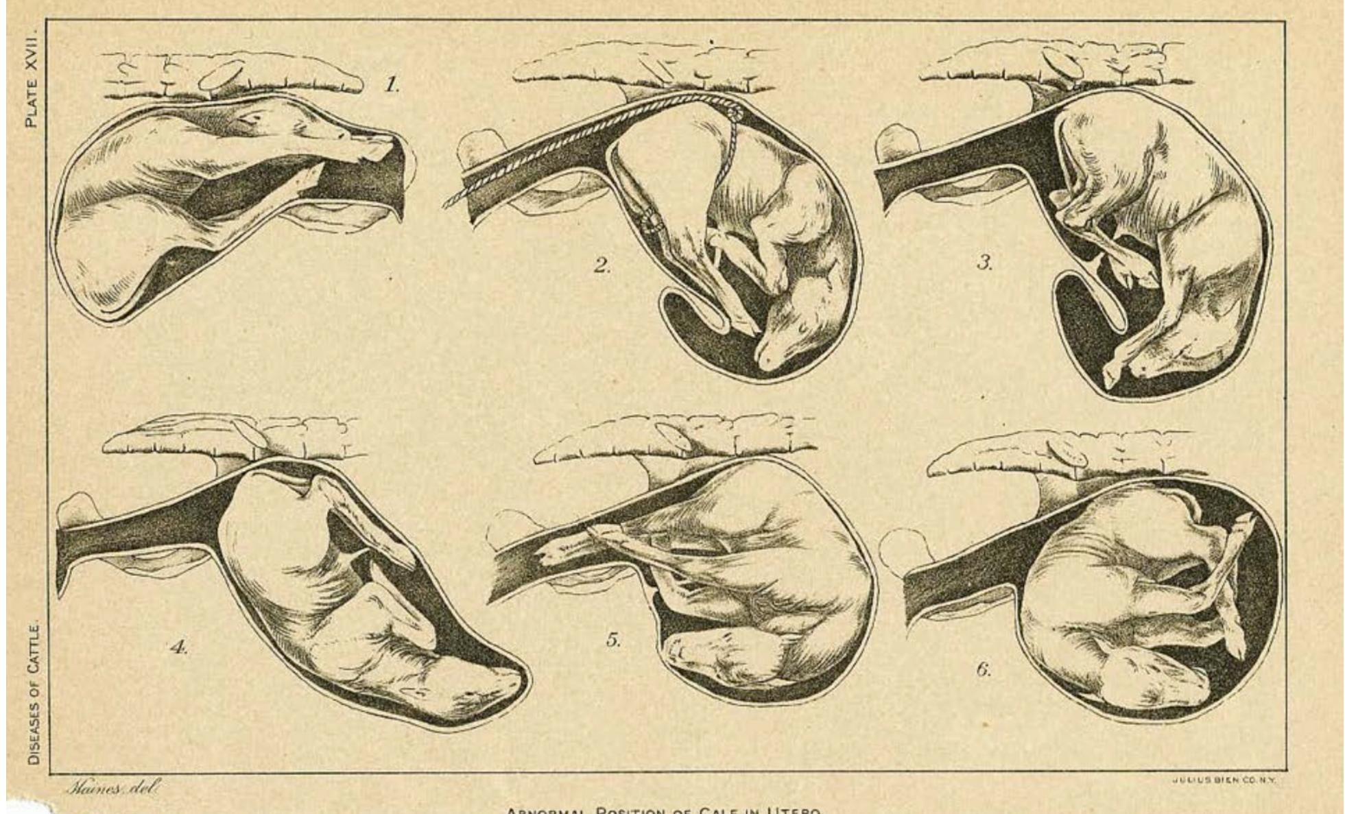 can even be found outside of the human figure: in a dog that wrenches its body around in searcl of a flea, or in the contortions of fetuses incorrectly aligned for delivery. These are not human postures, but they express confinement even more directly because they are not. It would be painful to twist into a position like number 6, with the feet almost touching the nose, and the head pushed down and sideways: the inhuman shape speaks about compression and claustrophobia in a way no human figure can. There is nothing beyond contrapposto, and no way, I think, to leave it entirely behind: but there are new poses to be explored, and images like  this are the most promising places to look for new configurations of the body.  other yoga poses, will be part of its meaning. Contrapposto is a universal sign for unease, and it 