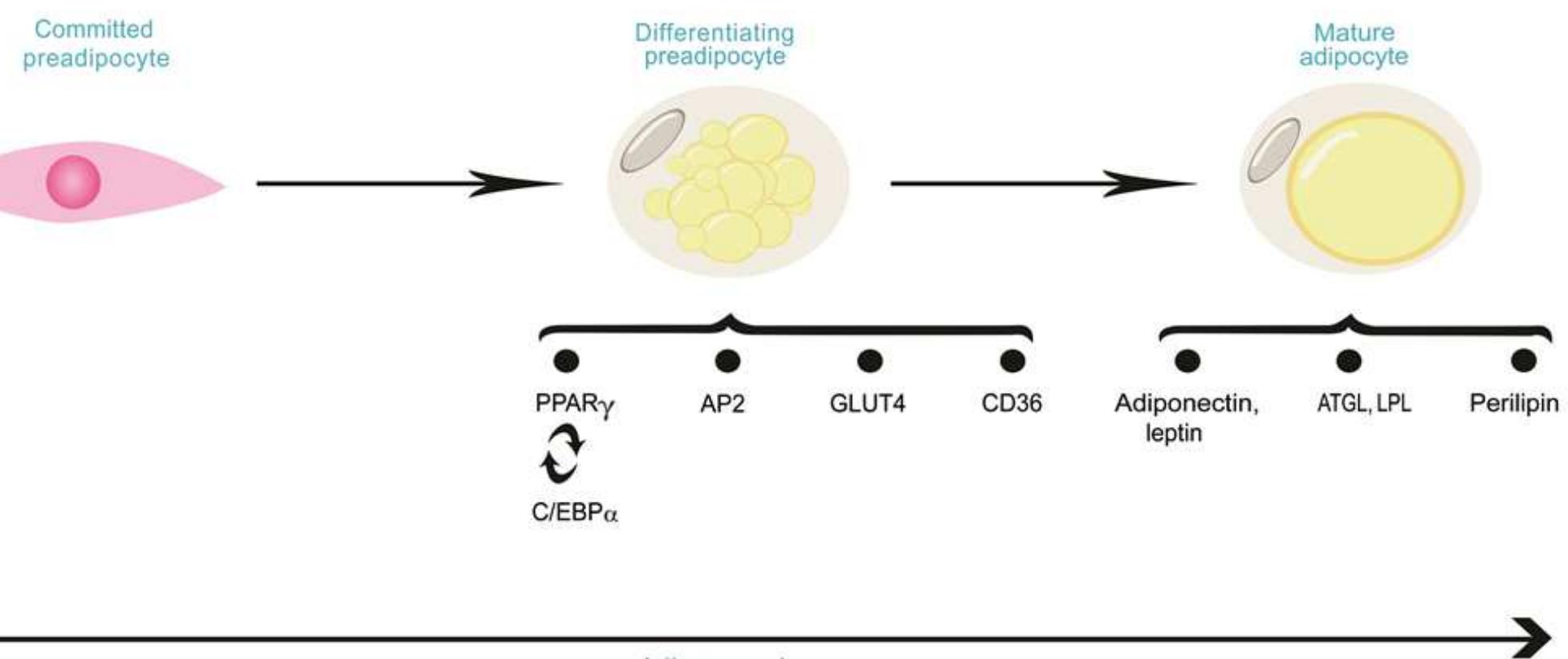 (PDF) Key Genes Regulating Skeletal Muscle Development and Growth in ...