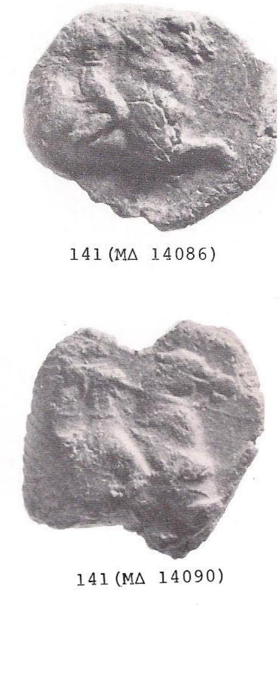 Fragments. Seal round, flat 