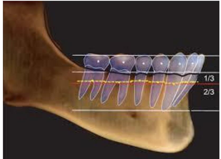 Figure 14 - from The Curve of Dental Arch in Normal