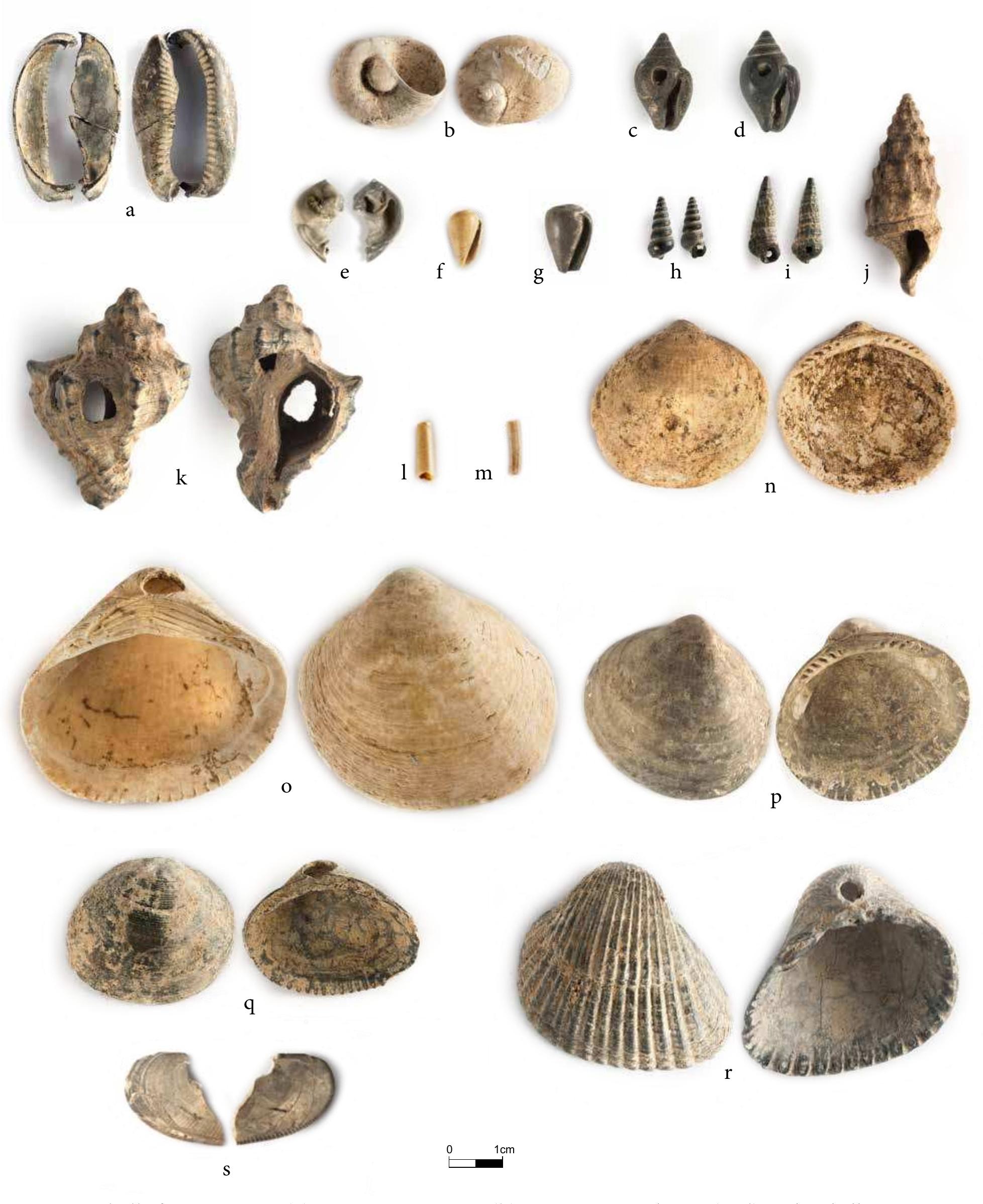 Figure 8 - SHELLS AND SHELL BEADS FROM NESHER-RAMLA QUARRY
