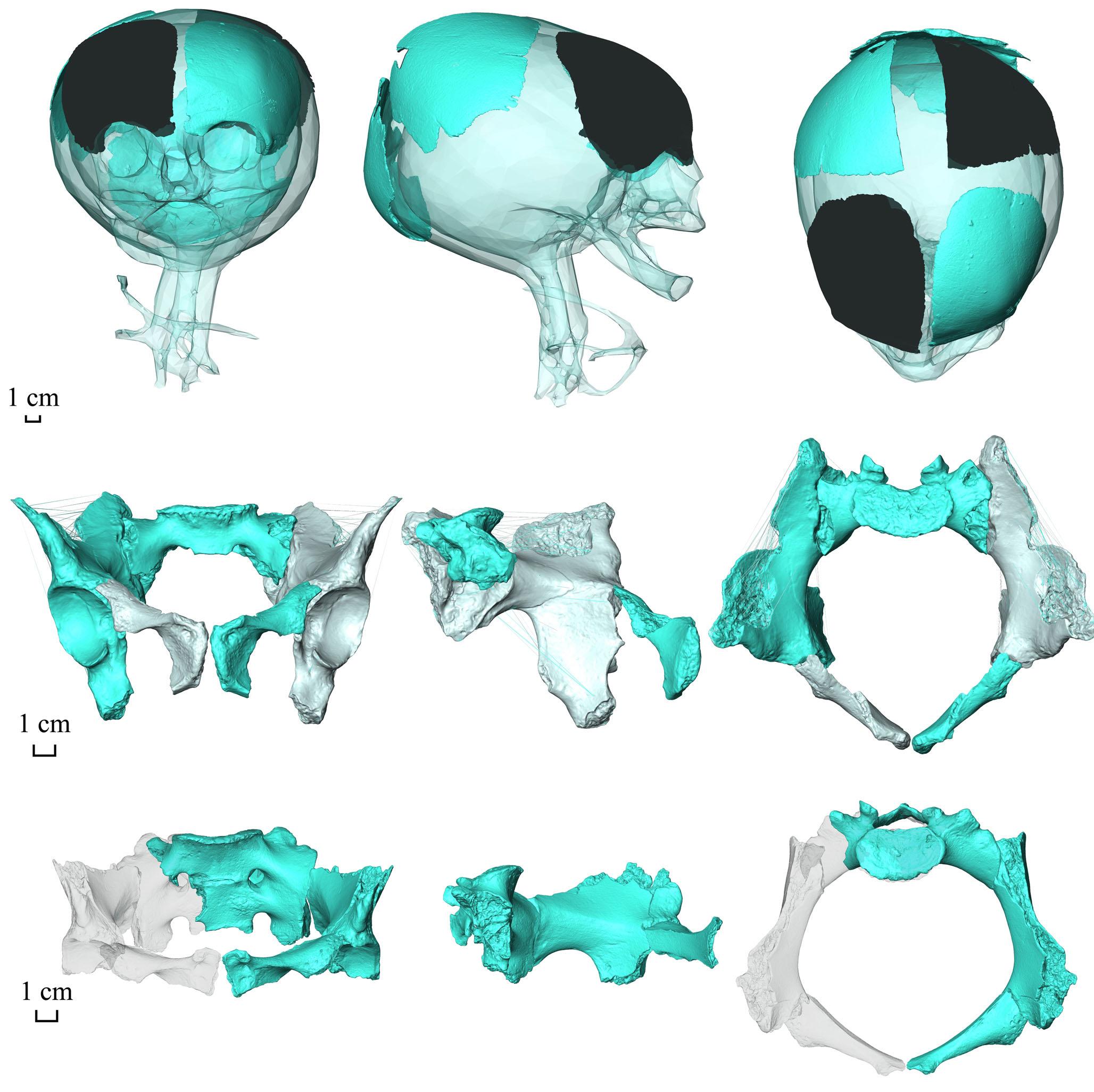 Fig. 3 Reconstruction of neonate Lvir98 (top row), and pelvises Vlasac79 (middle row) and Lvirl9 (bottom row) / La reconstruction du nouveau-né Lvir98 (en haut), et des bassins Vlasac79 (au milieu) et Lvir19 (en bas) 