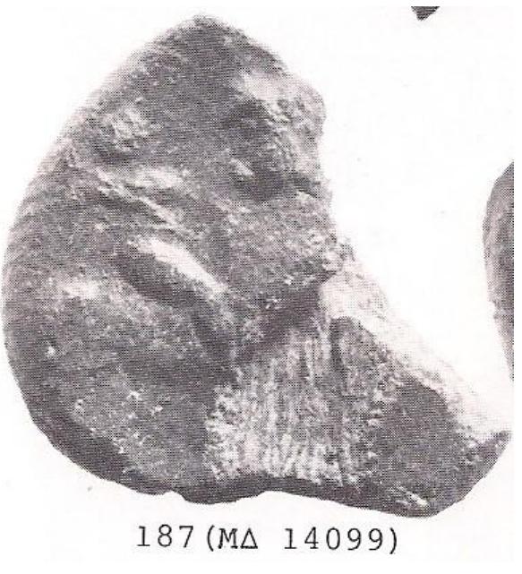 0,0135 X 0,12m 0,015 X 0,018m 0,016 X 0,015  MA 14091: Clay black MA 14098: Clay black MA 14099: Clay black - ¢  Fragments. Seal round, flat 
